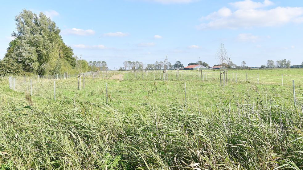 Im Frühjahr wurden auf dieser Fläche mehrere Bäume gepflanzt und von einem Zaun umgeben. Es handelt sich um eine Kompensationsmaßnahme der Gemeinde Hinte. Foto: Wagenaar