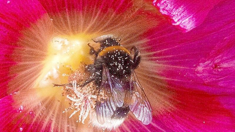 Eine Hummel sammelt Pollen. Foto: Jens Büttner/dpa-Zentralbild/ZB