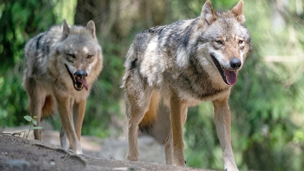 Diese Wölfe leben in einem Tierpark. Die Zahl der freilebenden Raubtiere in Deutschland wächst aber stark. Selbst in der Nähe von Großstädten werden mittlerweile Wölfe gesichtet. Foto: Armin Weigel/dpa