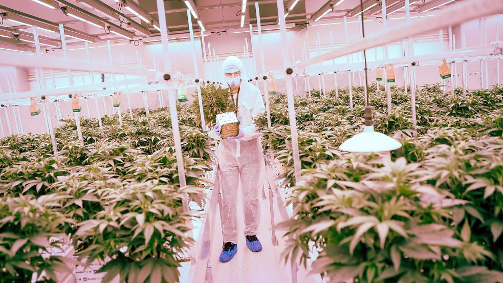 Bei Aphria in Neumünster wird bereits THC-haltiges Cannabis angebaut. Foto: Charisius/DPA