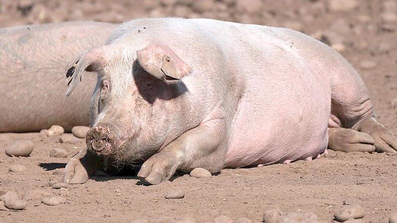 Schweine auf einem Bauernhof in Staffordshire. Foto: Joe Giddens/PA Wire/dpa