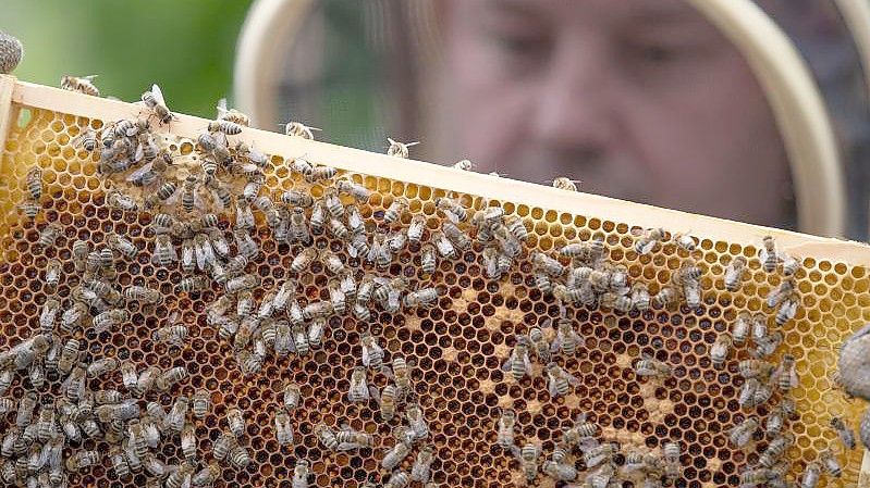 Imker fordern Zuschüsse für Dropleg - eine bienenschonende Spritztechnik in der Landwirtschaft. Foto: Friso Gentsch/dpa