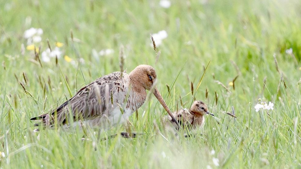 Wiesenvögel brauchen kurzes Gras, in dem sie herumstochern können. Ein Ende von Mahd und Beweidung wäre ihr Ende. Foto: Bette