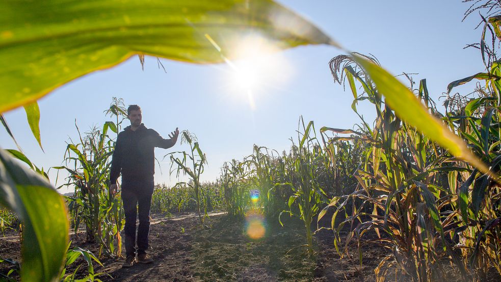 Auch wenn sich die Ernte verzögert hat, sind die Landwirte bisher mit den Erträgen zufrieden. Foto: Gabbert/dpa