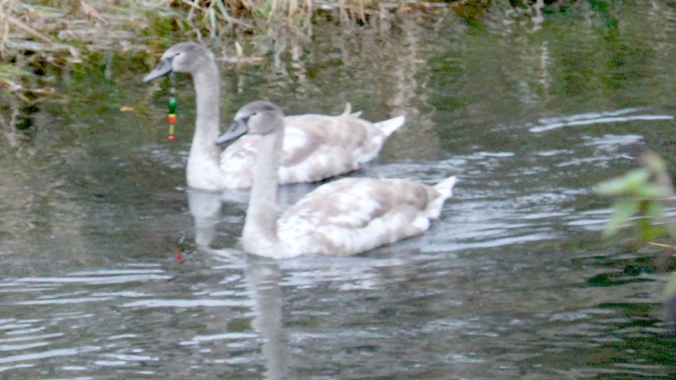 Der Angelhaken steckte im Schnabel des Tieres. Foto: