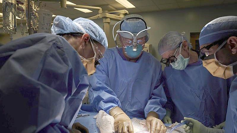 Auf diesem Foto vom September 2021, das von NYU Langone Health zur Verfügung gestellt wurde, untersucht ein Chirurgenteam in einem Krankenhaus eine Schweineniere. Foto: Joe Carrotta/NYU Langone Health/AP/dpa