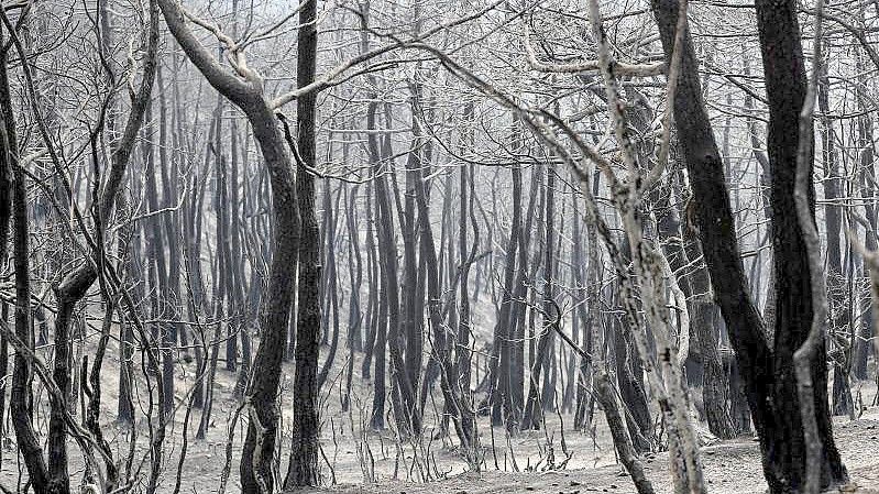 Verbrannte und verkohlte Bäume: Im September und Oktober 2020 soll es zu fast 190 Bränden gekommen sein. Foto: Hussein Malla/AP/dpa/Symbolbild