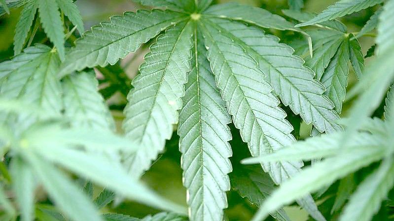 Hanf-Pflanzen (Cannabis): Luxemburgs Regierung verfolgt seit einiger Zeit Pläne, den Anbau, Verkauf und Konsum zum persönlichen Gebrauch zu legalisieren. Foto: Oliver Berg/dpa