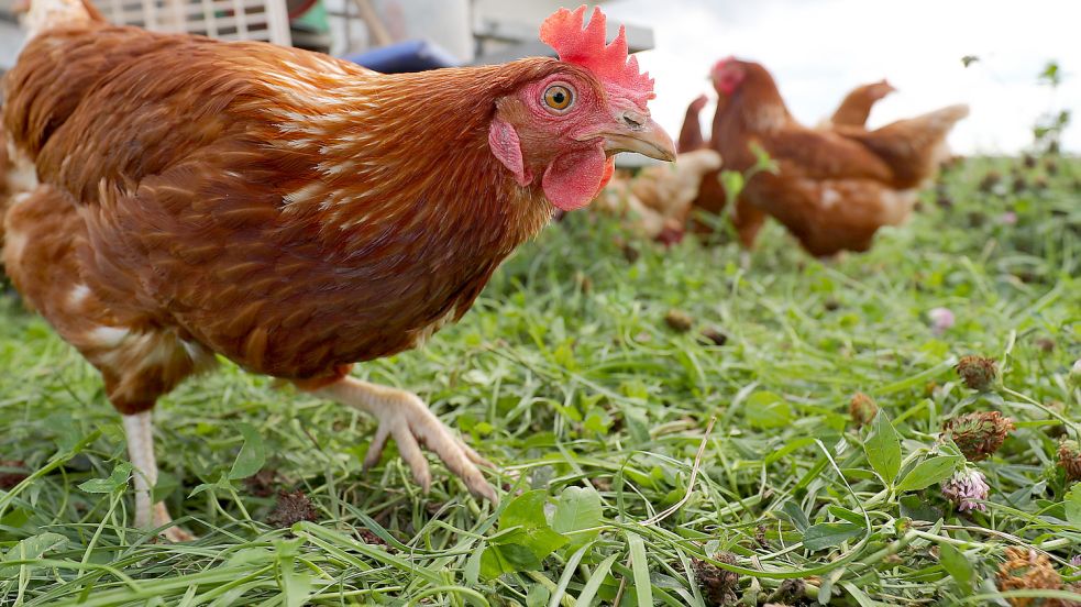 Fälle von Vogelgrippe kommen in jedem Winter vor. Im letzten Jahr wütete das Virus in zahlreichen niedersächsischen Geflügelhaltungen. Foto: Daniel Karmann/DPA