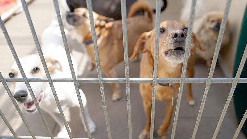 In Großbritannien werden einem Bericht zufolge derzeit viele Hunde ins Tierheim gebracht. Foto: Marcus Brandt/dpa/Symbolbild