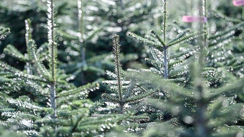 Nordmanntannen stehen auf der Weihnachtsbaum Plantage des Werderaner Tannenhofs. Foto: Britta Pedersen/dpa-Zentralbild/dpa