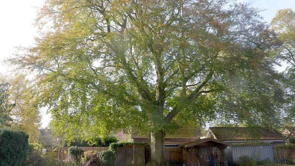 Der Baum steht auf einem Privatgrundstück an der Schulstraße in Norden. Seine Krone soll einen Umfang von etwa 25 Metern haben, sagt der Besitzer. Foto: Hillebrand