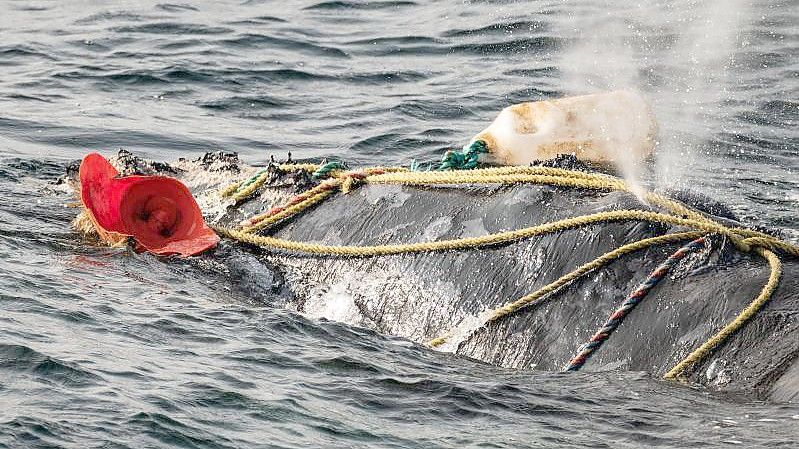 Fischereiseile wickeln sich um das Blasloch eines schwer verwickelten Nordatlantischen Glattwals im Sankt-Lorenz-Golf. Weltweit gibt es einem aktuellen Bericht zufolge nur noch höchstens 336 Nordatlantische Glattwale. Foto: Nick Hawkins/IFAW/dpa