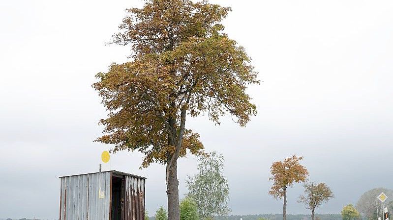 Eine Bushaltestelle an der Bundesstraße 115 im sächsischen Dernitz. Foto: Sebastian Kahnert/dpa-Zentralbild/dpa