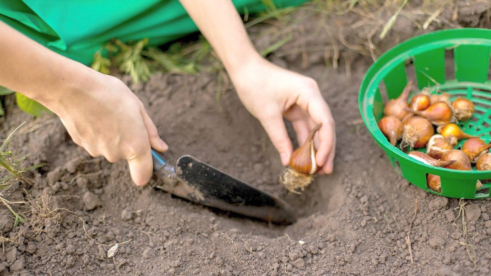 Die Spitze der Zwiebel zeigt nach oben, an der Unterseite bilden sich Wurzeln. Foto: pixabay.com