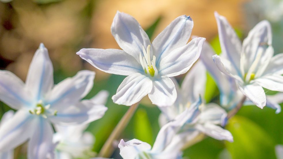 Sind so kleine Sternchen – für Scilla muss doch noch irgendwo Platz sein. Foto: Pixabay.com