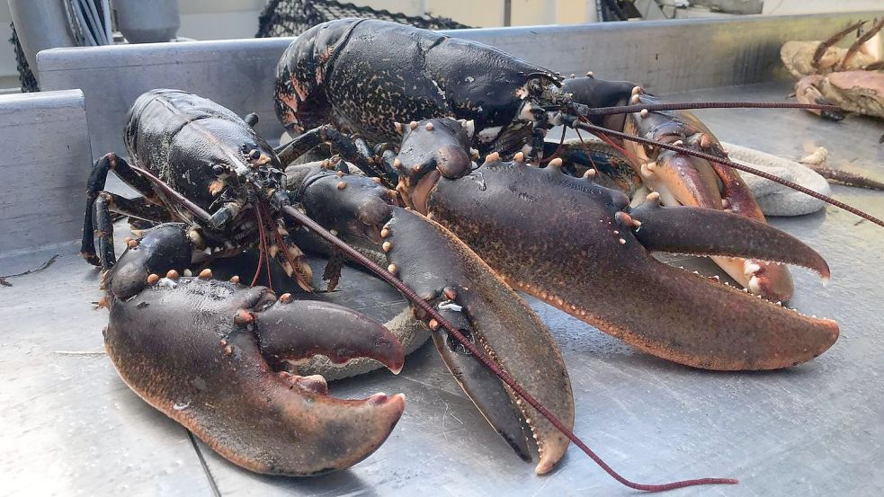 Hummer gelten als Delikatesse. Der Fang von Hinderk Conradi aus Greetsiel landet letztlich auf Tellern in ganz Europa. Foto: privat