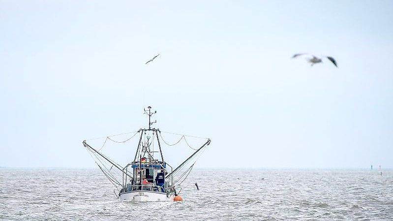 Ein Krabbenkutter auf der Nordsee. - Der Deutsche Fischereitag wird in nahe am Meer, in Emden, ausgetragen. Foto: Sina Schuldt/dpa