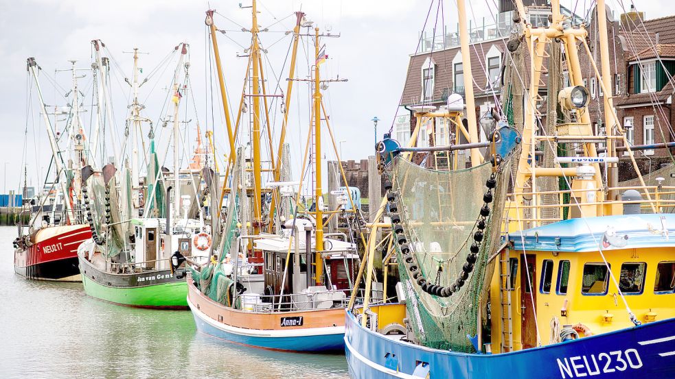 Bedrohter Wirtschaftszweig und zugleich Attraktion für Touristen: Fischkutter in Neuharlingersiel. Foto: Dittrich/dpa