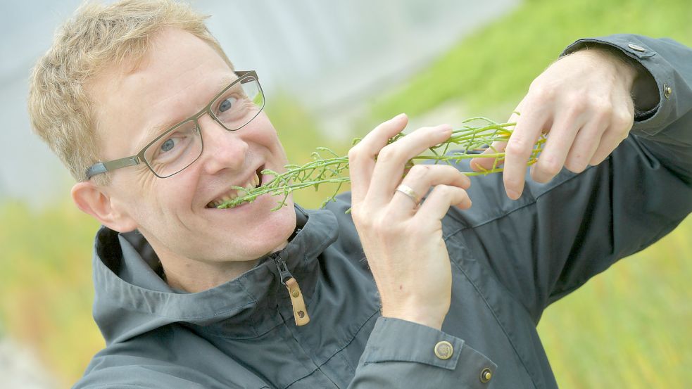 In der Gastronomie ist Queller zum Beispiel als Salatzutat beliebt, sagt Frank Gaupels, Projektmanager beim Ökowerk Emden. Fotos: Ortgies