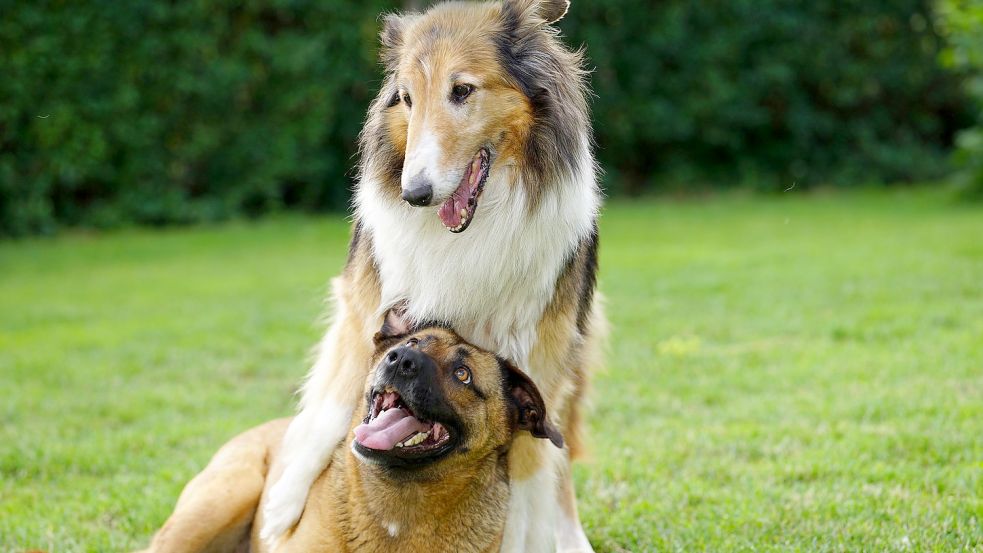 Zwei Hunde spielen miteinander. Das ist wichtig für ihr Sozialverhalten. In Emden soll das Toben bald auf einer Freilauffläche möglich sein. Symbolfoto: Pixabay