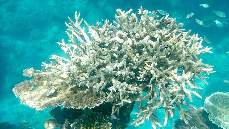 Korallen am Great Barrier Reef, die von der Korallenbleiche betroffen sind, vor der Küste von Cairns. Foto: Daniel Naupold/dpa