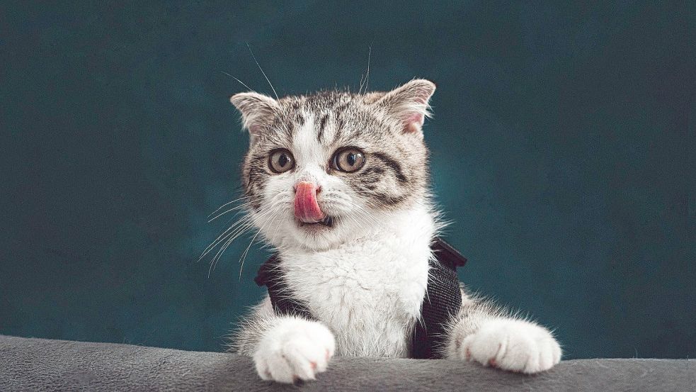 Katzen und andere Haustiere werden für manche Tierhalter zur Last. Ein Norder Tierschutzverein gibt Tipps. Symbolfoto: Pixabay