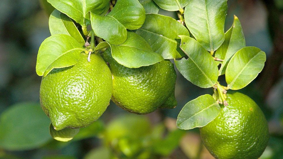 Unfeife Früchte können am Zitrusbaum bis zum Frühling hängen bleiben. Foto: Pixabay