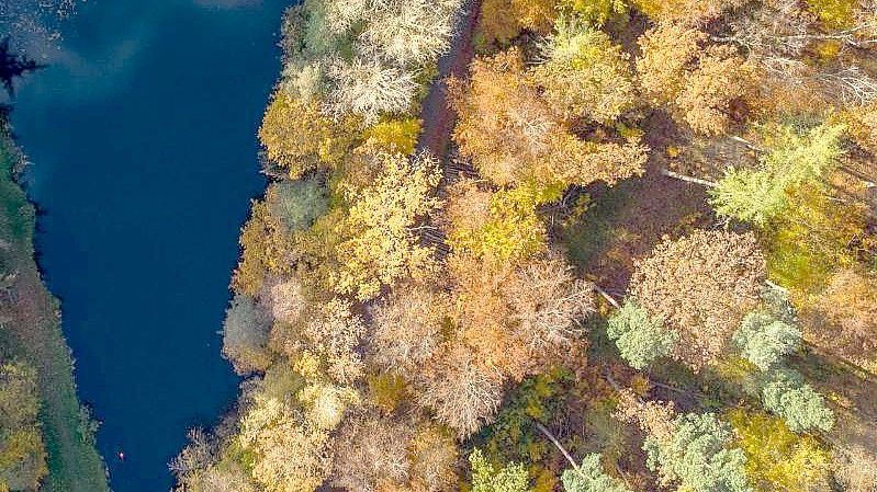 Herbstlich verfärbte Bäume im Taunus. Foto: Boris Roessler/dpa