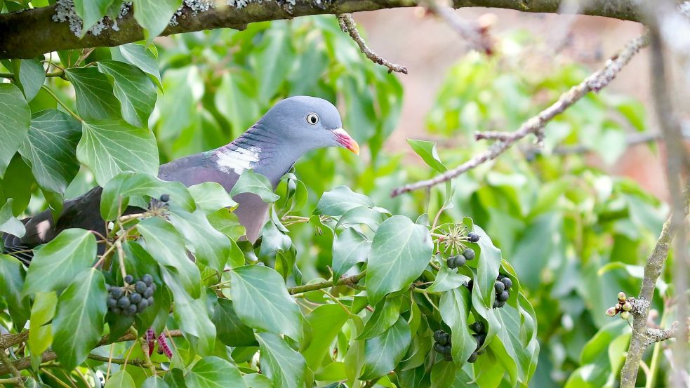 Die Taube fühlt sich im Efeu wohl. Nicht jeder schätzt diese Pflanze. Foto: pixabay.com