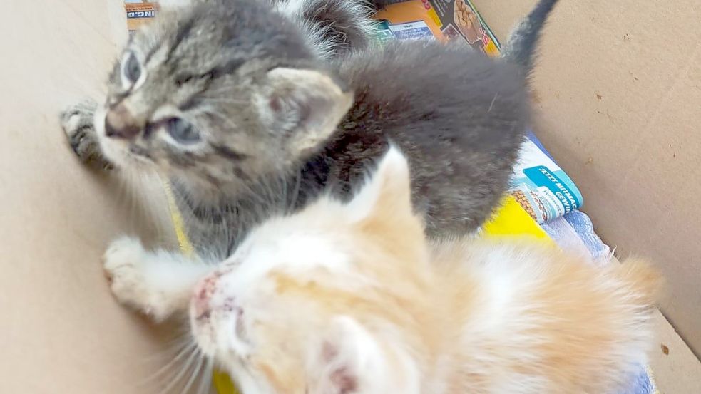 Diese kleinen Kätzchen sind vor wenigen Tagen in Larrelt in der Nähe des Dollart-Centers ausgesetzt worden. Mitglieder des Vereins Katzenfreunde Felix halfen den Findern, die Tiere ins Tierheim zu bringen. Foto: Privat