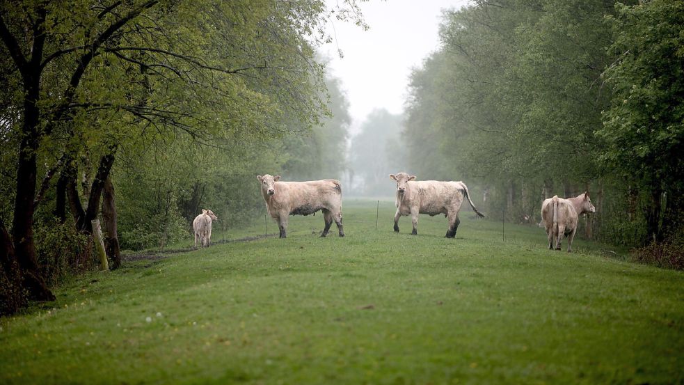 Vieh weidet auf Hochmoorgrünland in Klostermoor. Die Politik würde zahlreiche solcher Flächen gern wiedervernässen. Nur wo das überhaupt möglich sein könnte, ist noch unklar. Foto: Cordsen
