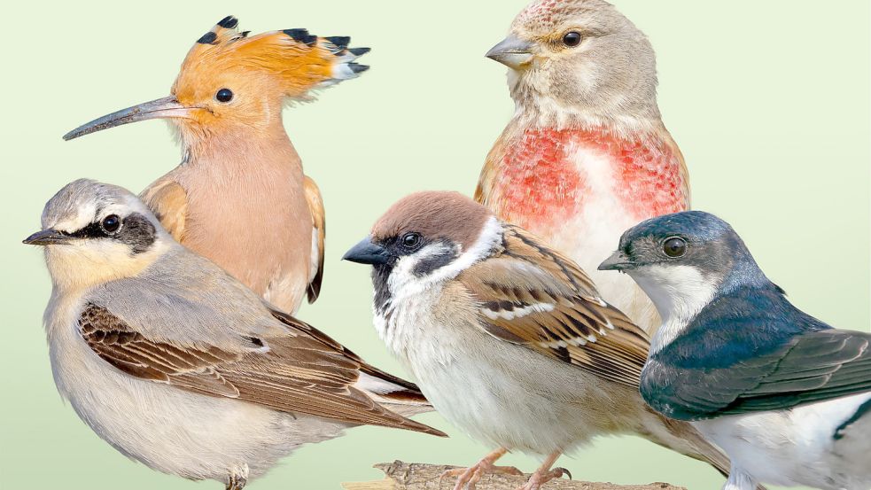 Die fünf für den Titel ausgewählten Vogelarten. Grafik: Nabu/Derer/Schäf