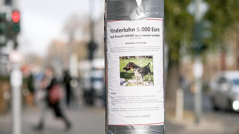 Auf einem Zettel an einem Laternenpfahl in Prenzlauer Berg wird mit einem Finderlohn nach dem vermissten Hund Oskar gesucht. Foto: Jens Kalaene/dpa-Zentralbild/dpa