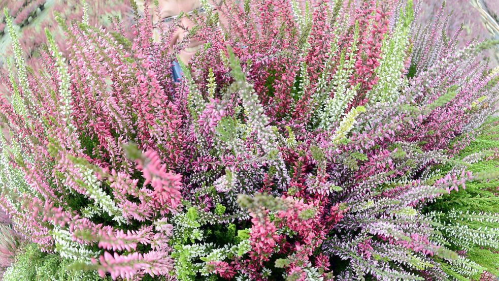 Heidekraut schafft es, den Garten selbst im Winter in ein leuchtendes Blütenmeer zu verwandeln. Foto: dpa/Waltraud Grubitzsch