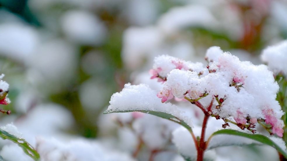 Eine Mütze aus Schnee bekommt zarten Pflanzen nicht gut. Foto: Pixabay