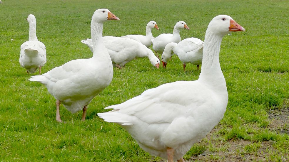 Die Gänse auf dem Hof von Albert Ohling dürfen sich zurzeit wegen der Geflügelpest nicht im Freien aufhalten. Foto: Archiv