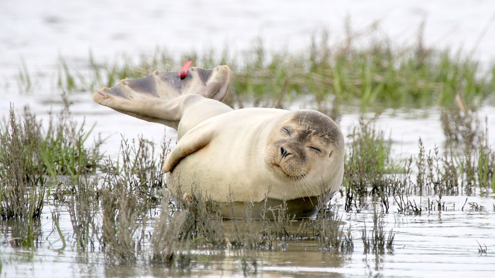 Ein Seehund erholt sich auf einer trockenfallenden Salzwiese: Die Tiere finden im Wattenmeer gute Bedingungen vor – der Bestand ist auf dem Niveau von 1900. Foto: Böning