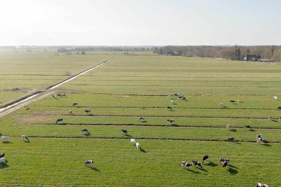Kaum ein Motiv symbolisiert ein Idealbild der Landwirtschaft so wie Kühe auf der grünen Wiese. Fotos: Grünlandzentrum