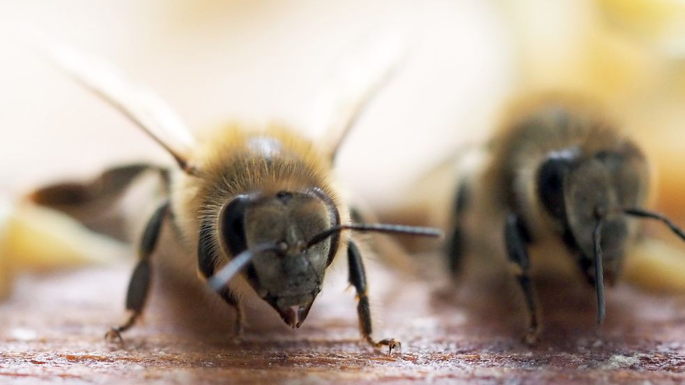Ein Imker im Frühjahr ohne Bienen: Das ist für die ostfriesischen Imker schwer vorstellbar. Deshalb sammelten sie für ihre Kollegen im Ahrtal. Foto: Stache/dpa
