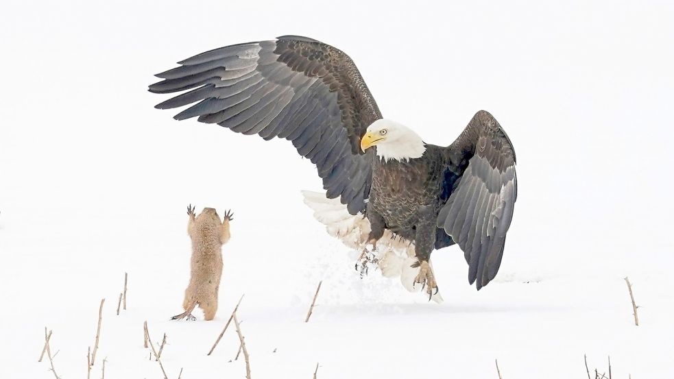 David gegen Goliath: Keine Angst hat der kleine Präriehund gegen den großen Weißkopfseeadler bei dieser Szene aus Colorado in den USA. Foto: Art Trevino/The Comedy Wildlife Photography Awards 2021