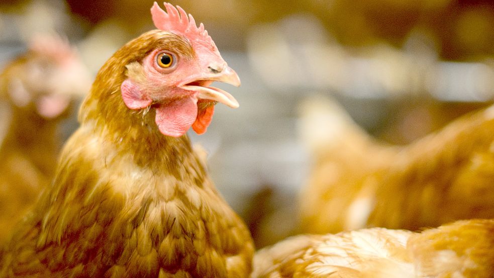 Hühner, Gänse und anderes Geflügel müssen nur dauerhaft im Stall sein. Foto: DPA