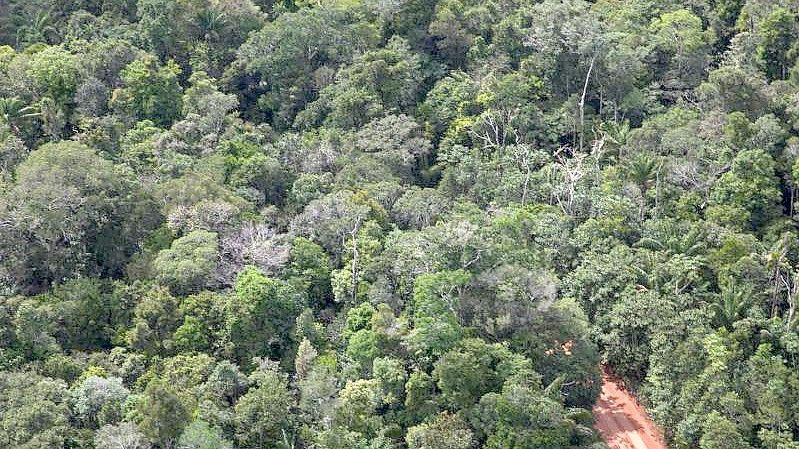 Ein Weg geht durch den Amazonas-Regenwald. (Archivbild). Foto: Fernando Souza/dpa