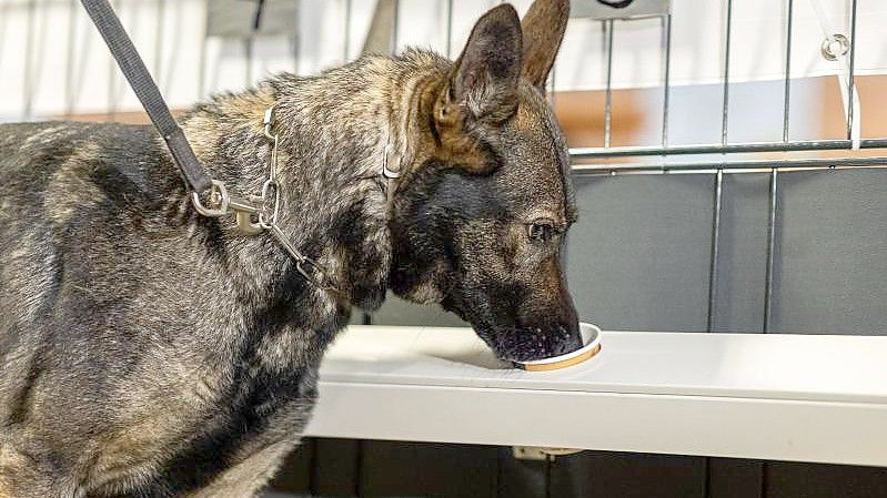 Corona-Spürhündin Bea (Deutscher Schäferhund) schnüffelt in Probenbehältern in der Teststation. Foto: Michael Matthey/dpa