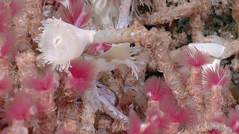 Röhrenwürmer, die bei einem Erkundungstauchgang in 650 Meter Tiefe entdeckt wurden. Foto: Rov Subastian/Schmidt Ocean Institute/dpa