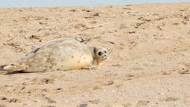 Eine Kaspische Robbe liegt an der russischen Küste des Kaspischen Meers. Tierschützer haben dort in den vergangenen Wochen die Bestände gezählt. Die Tierart ist stark gefährdet. Foto: NABU/dpa