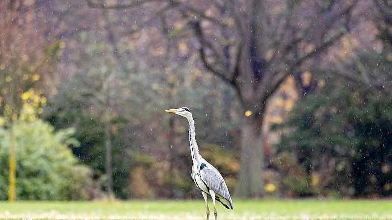 Ein Graureiher im Regen. Foto: Moritz Frankenberg/dpa