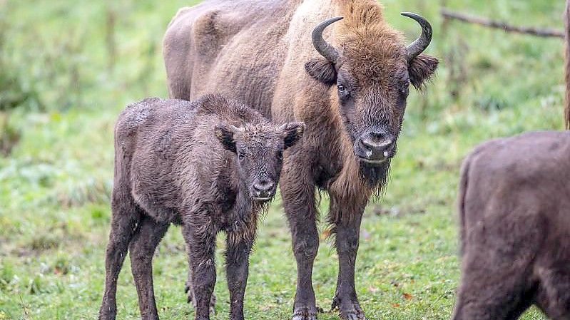 Zwei Wisente stehen im Gehege der „Wisent-Wildnis“ in Bad Berleburg. Foto: Dieter Menne/dpa