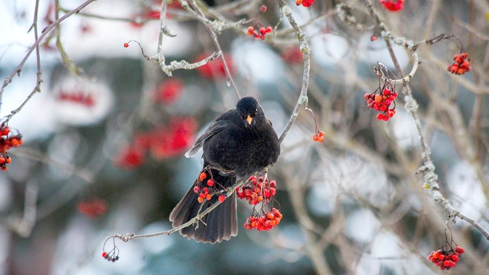 Das Vogelfutter wächst bei der Eberesche direkt am Baum. Foto: pixabay.com