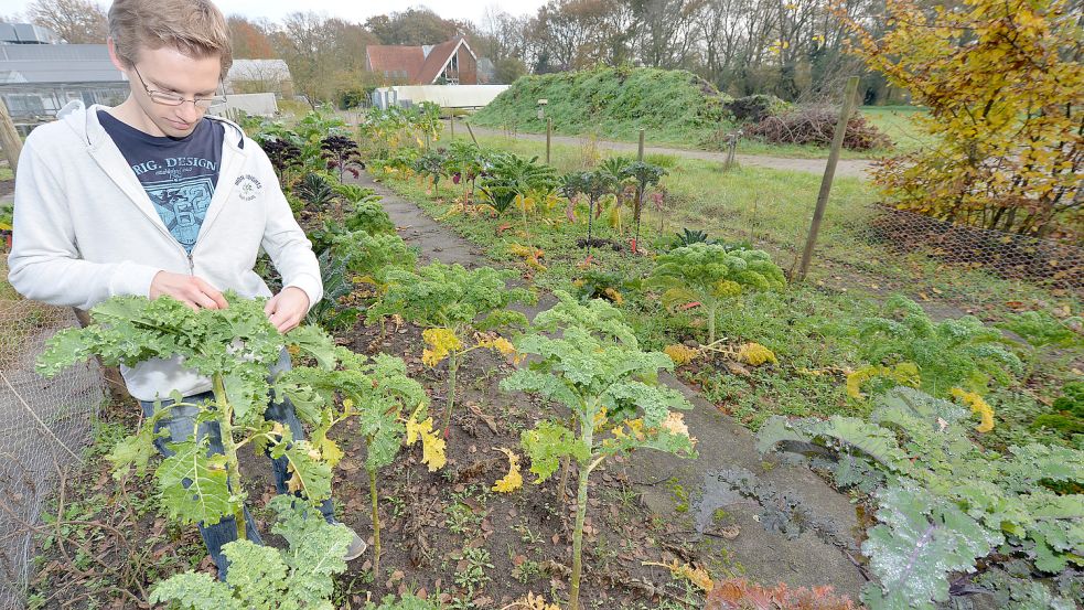 Christoph Hahn in seinem Grünkohlgarten in Oldenburg: Auch wenn er beruflich jeden Tag mit dem Gemüse zu tun hat, schmeckt es ihm noch – gerne auch in anderer Form als klassisch mit Pinkel. Fotos: DPA